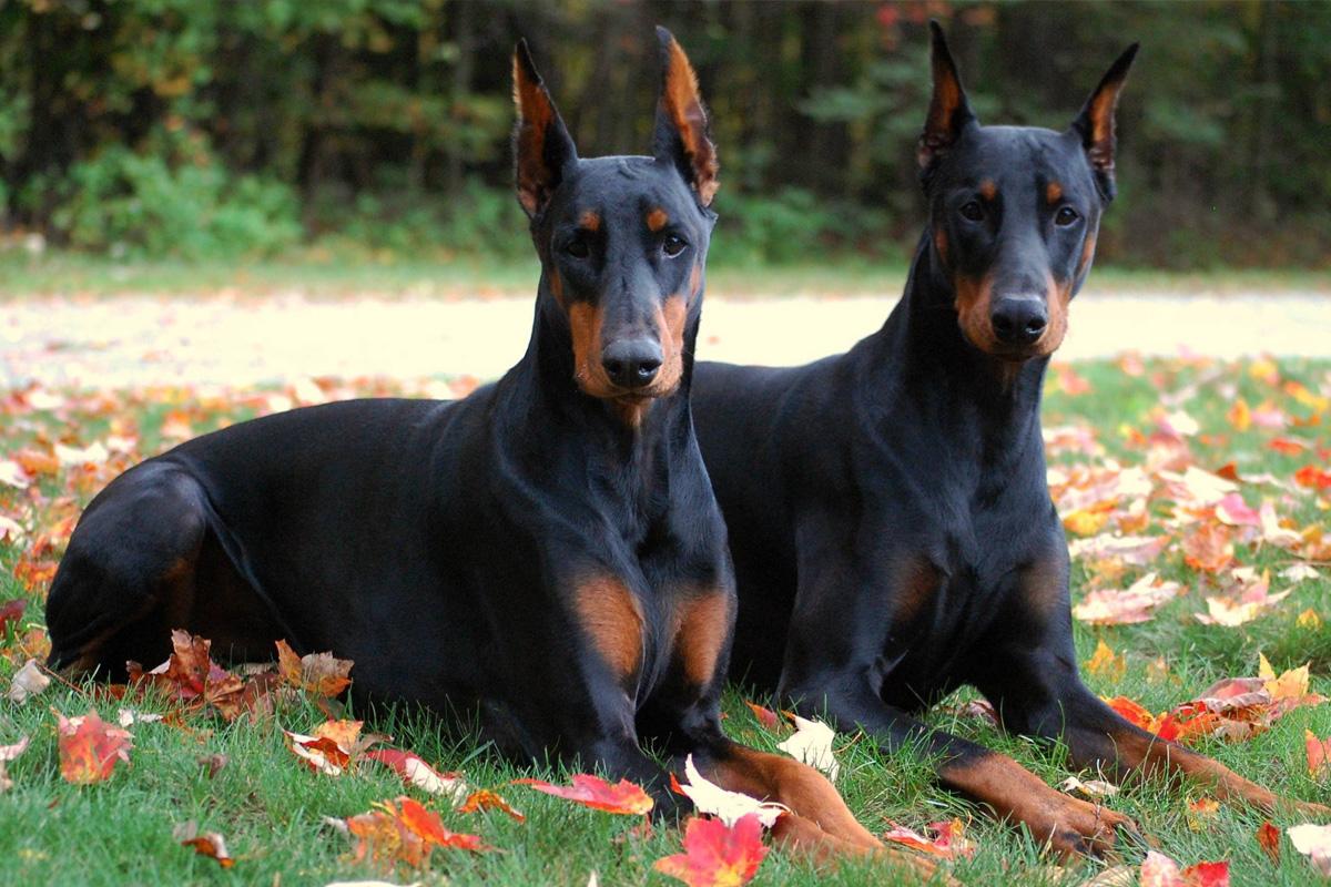 معلومات عن كلب الدوبرمان وشكله