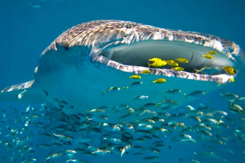 قرش الحوت في دبي قرش الحوت في دبي