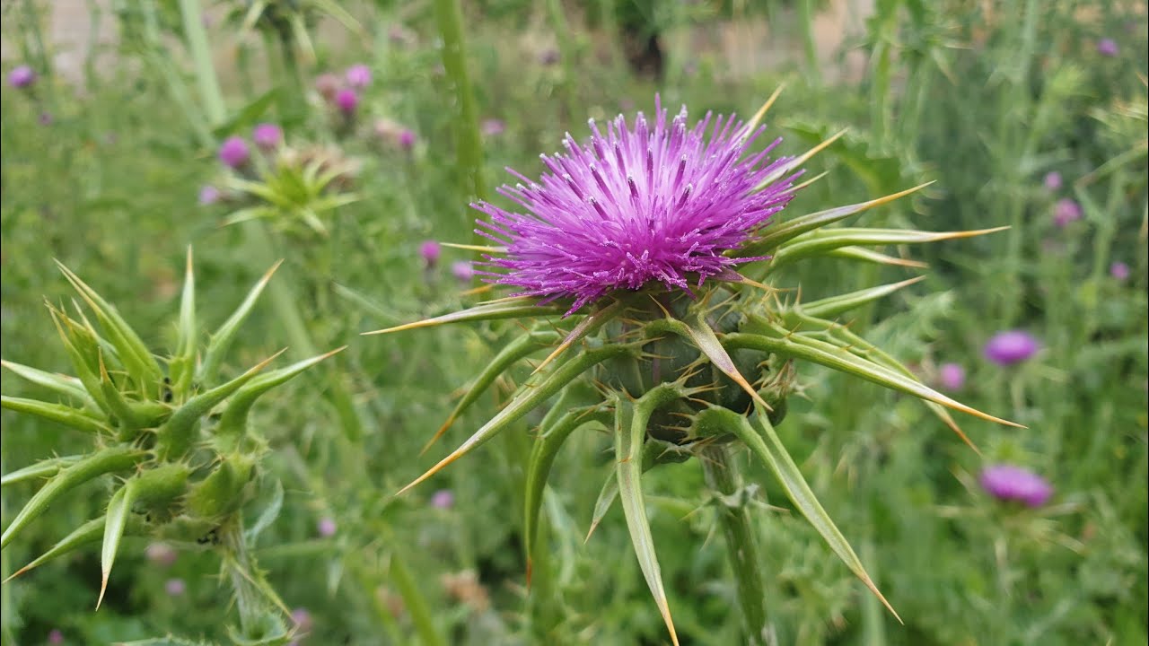 ما هي فوائد عشبة شوكة الجمل