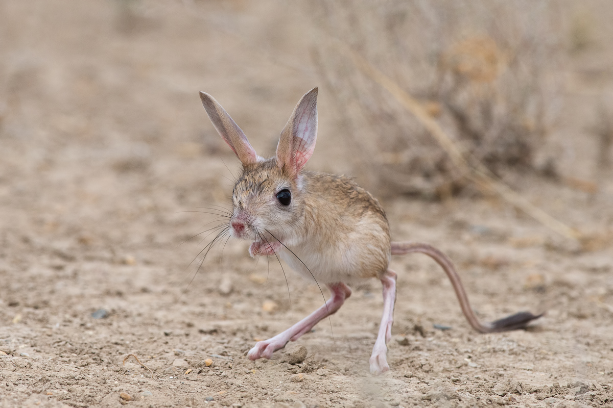 معلومات عن الجربوع