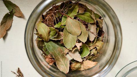 ما هي فوائد ورق السدر