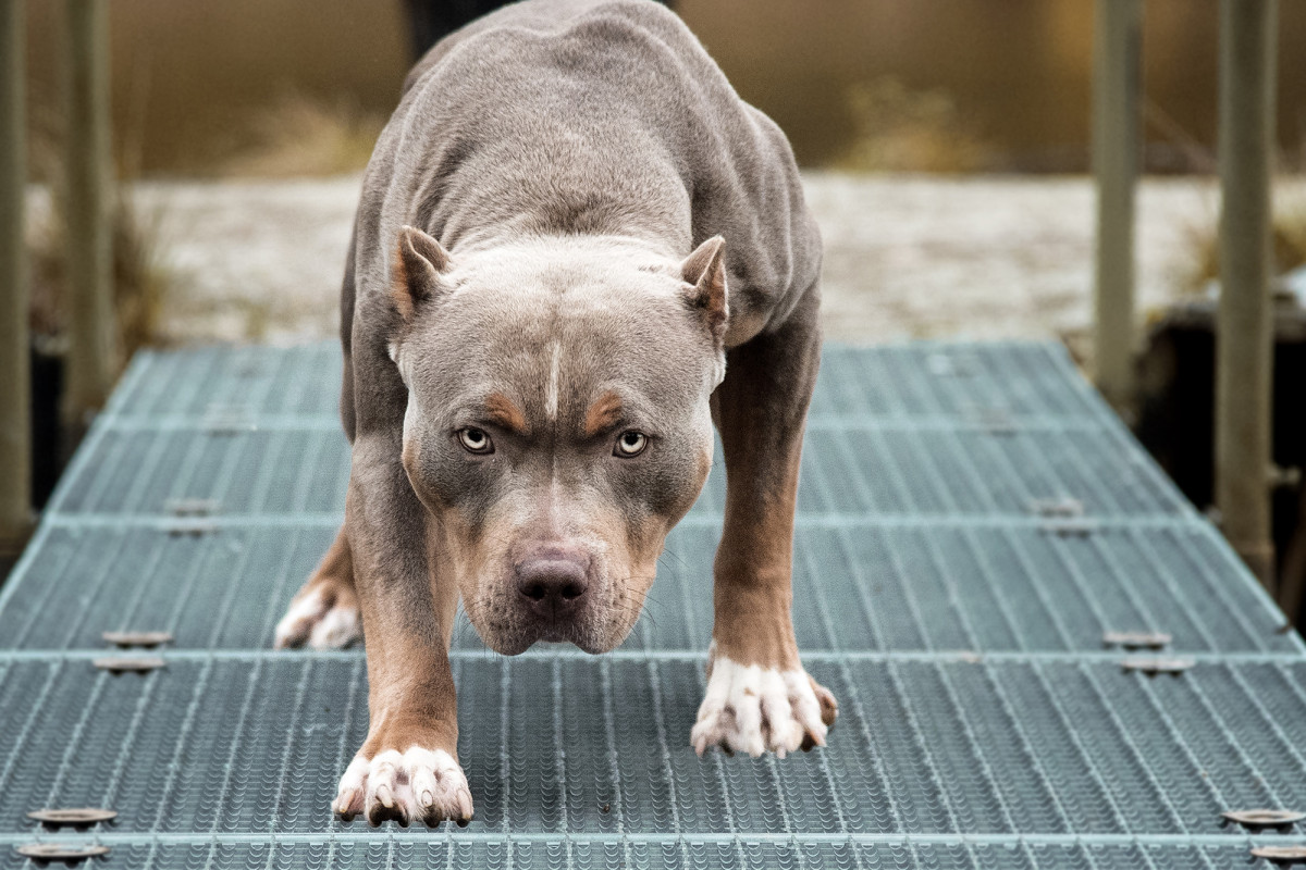 بالصور قائمة اشرس انواع الكلاب في العالم