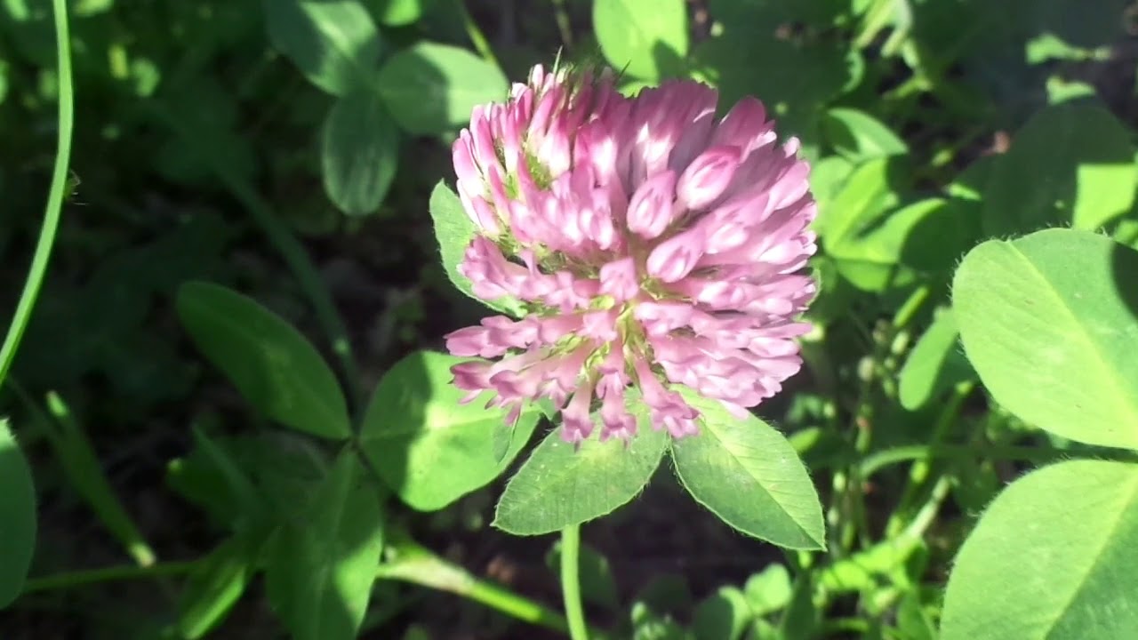 فوائد البرسيم الاحمر للجسم