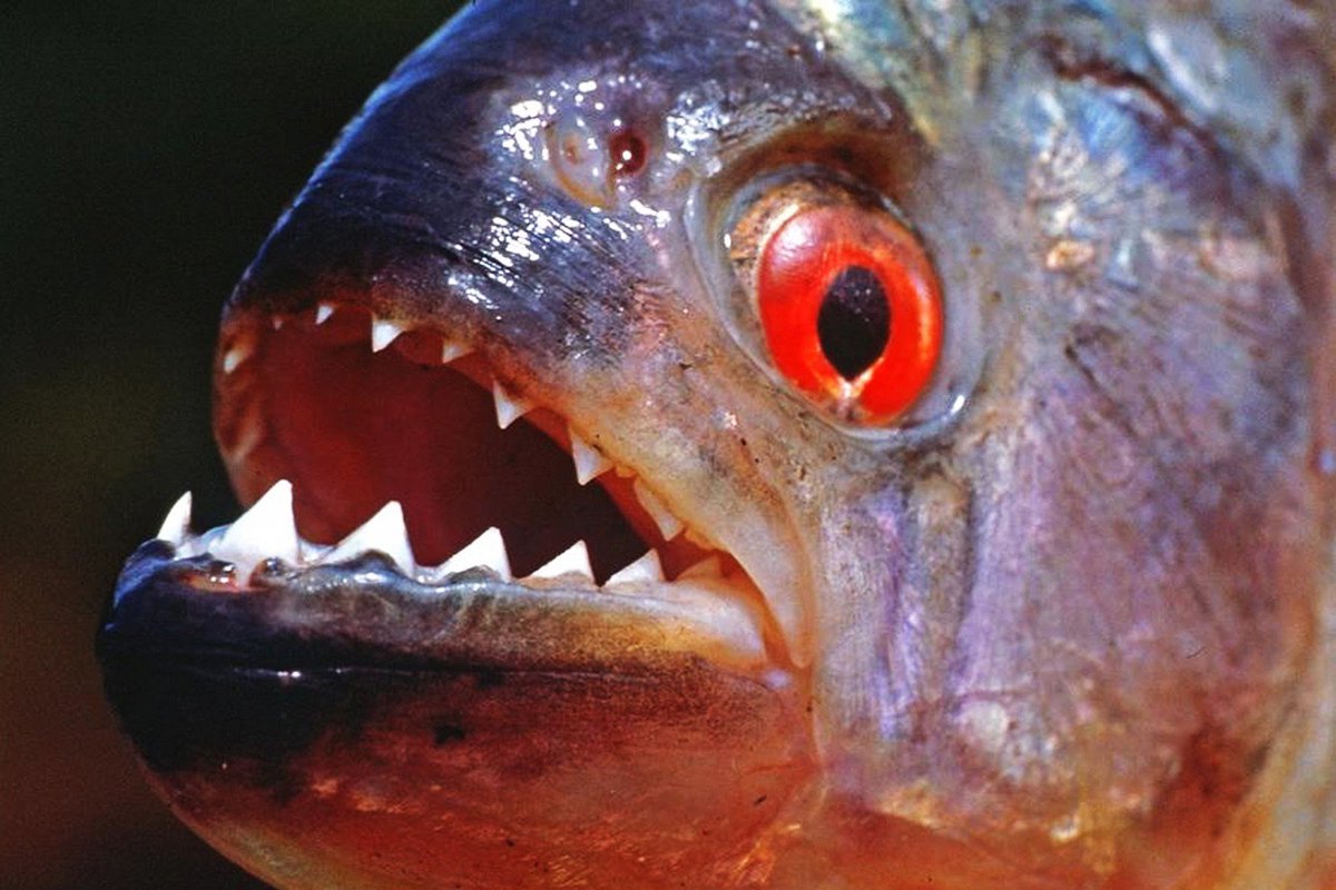 معلومات عن سمكة البيرانا المتوحشة