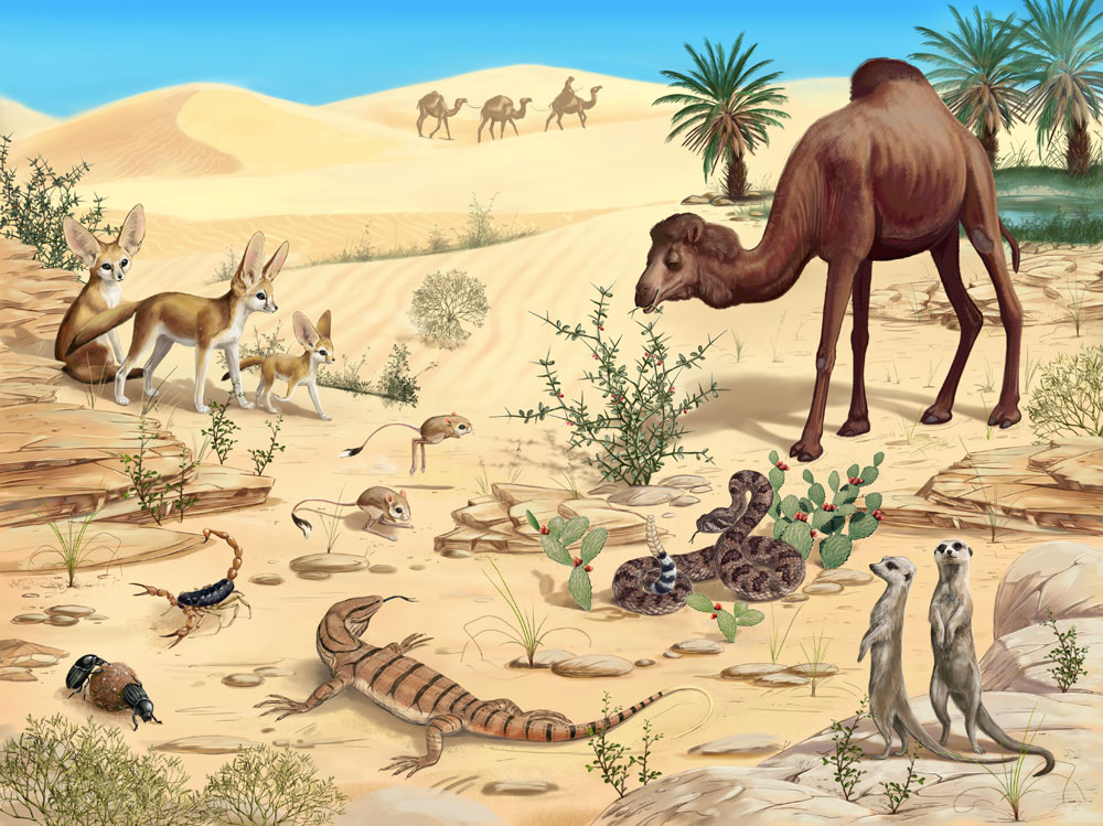 تعريف التكيف في العلوم