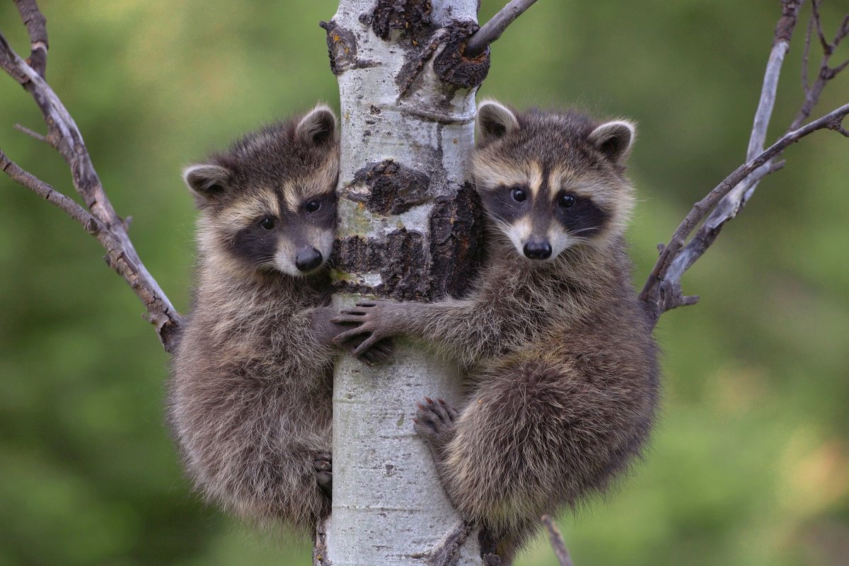 هل حيوان الراكون اليف