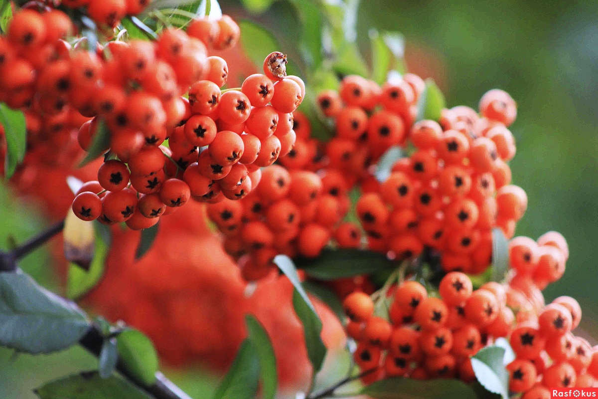 فوائد الزعرور البري الاصفر