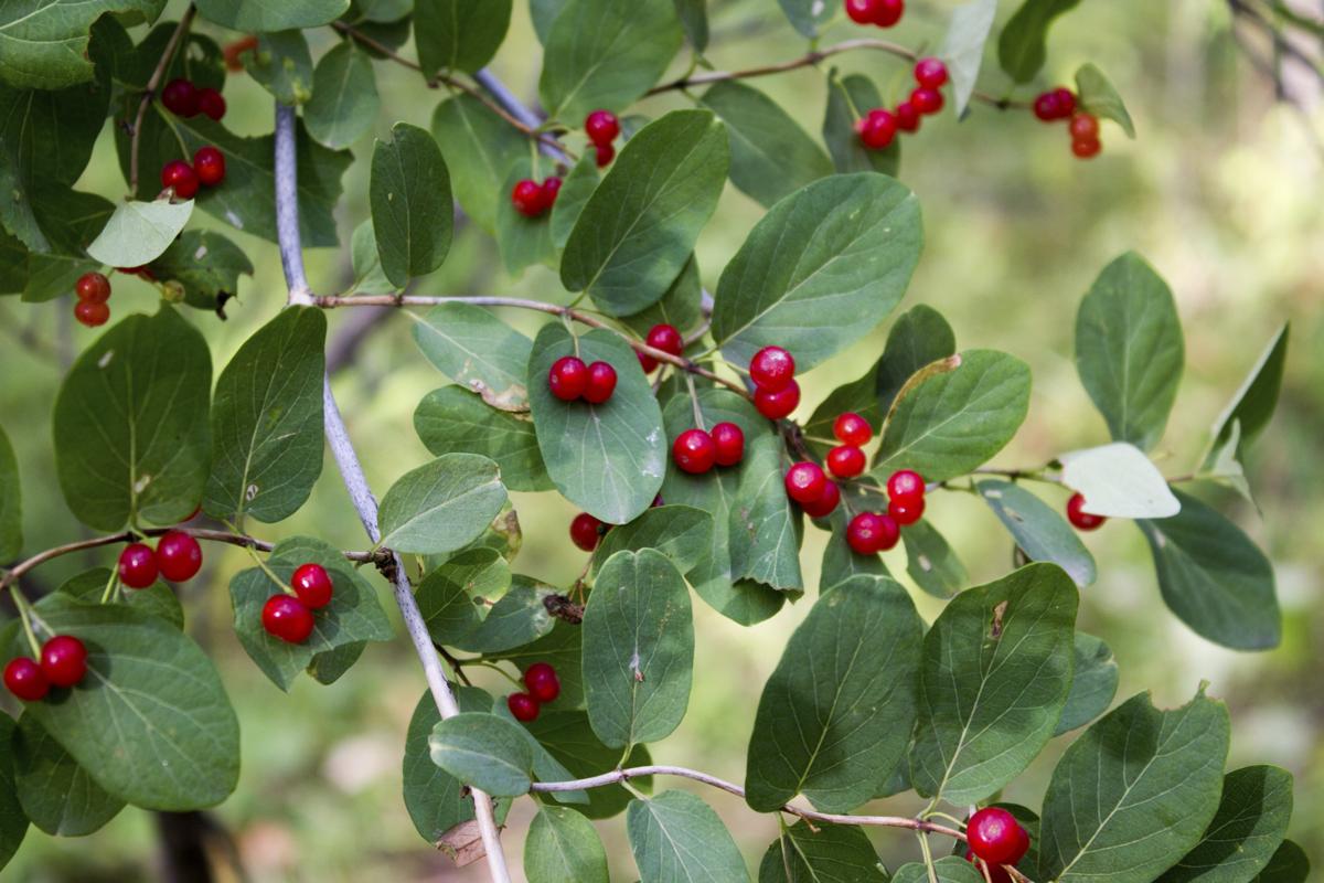 ما هو تفسير السدر في المنام