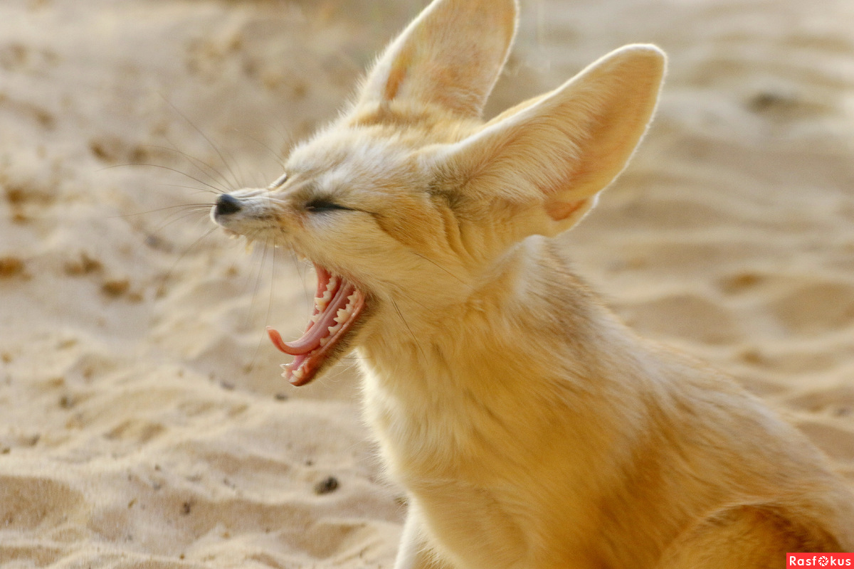 معلومات عن ثعلب الفنك