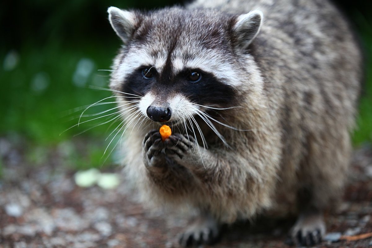 معلومات عن حيوان الراكون