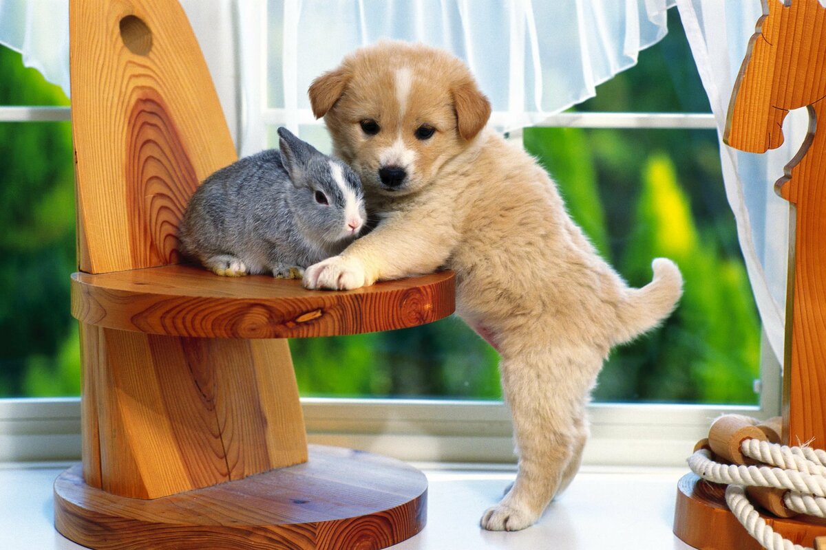 اسم حيوان اليف للتربية في البيت