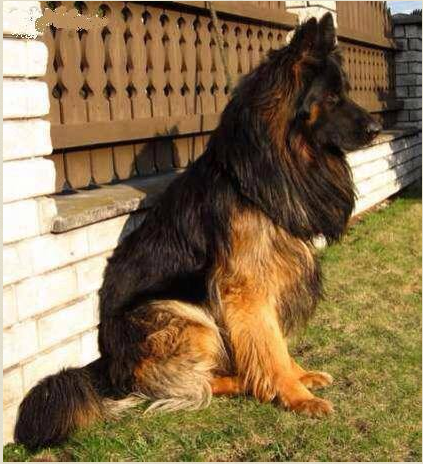 ذو الشعر الطويل Long hair dog ذو الشعر الطويل Long hair dog