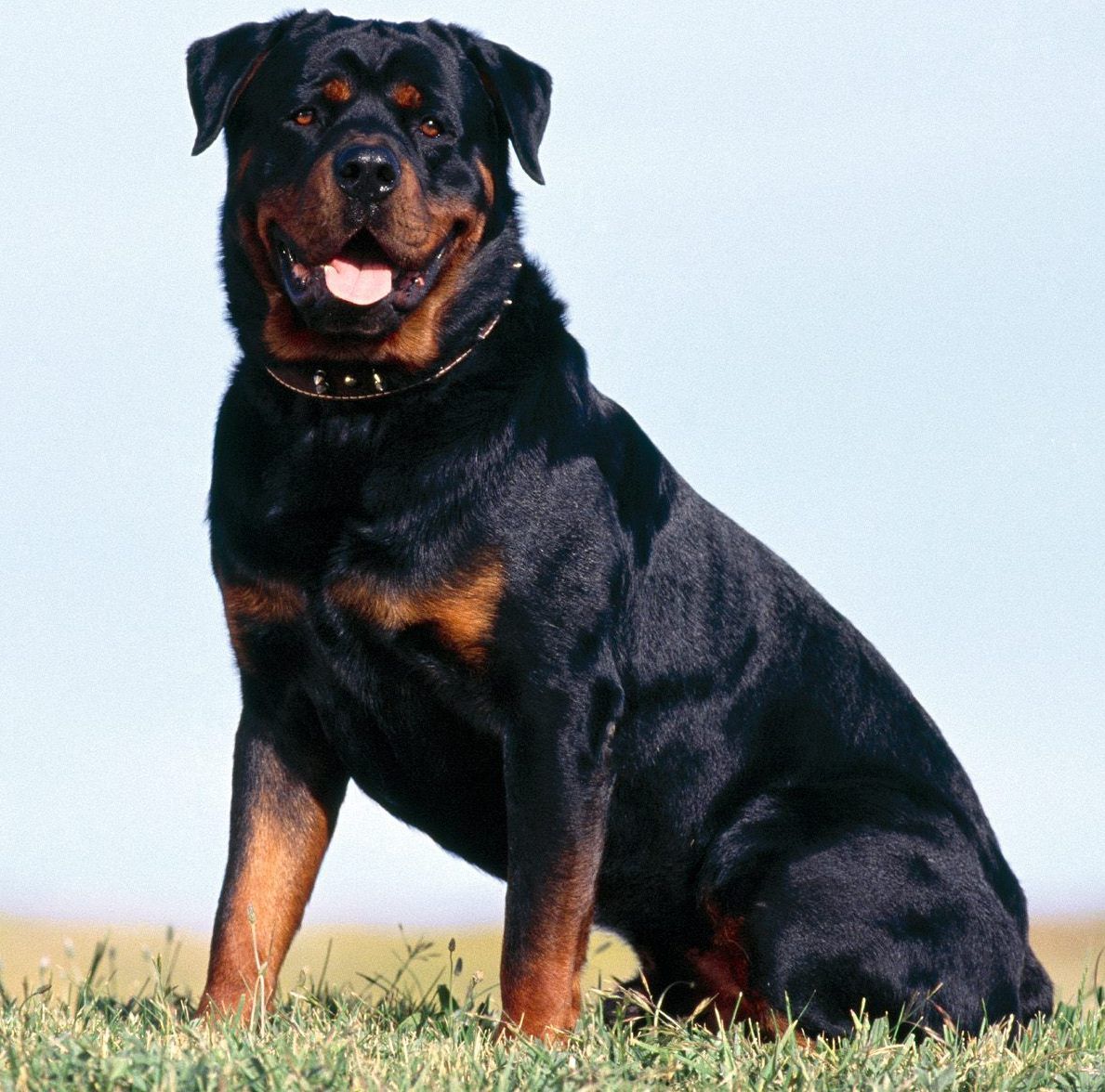 روت فايلر "Rottweilers" روت فايلر "Rottweilers"
