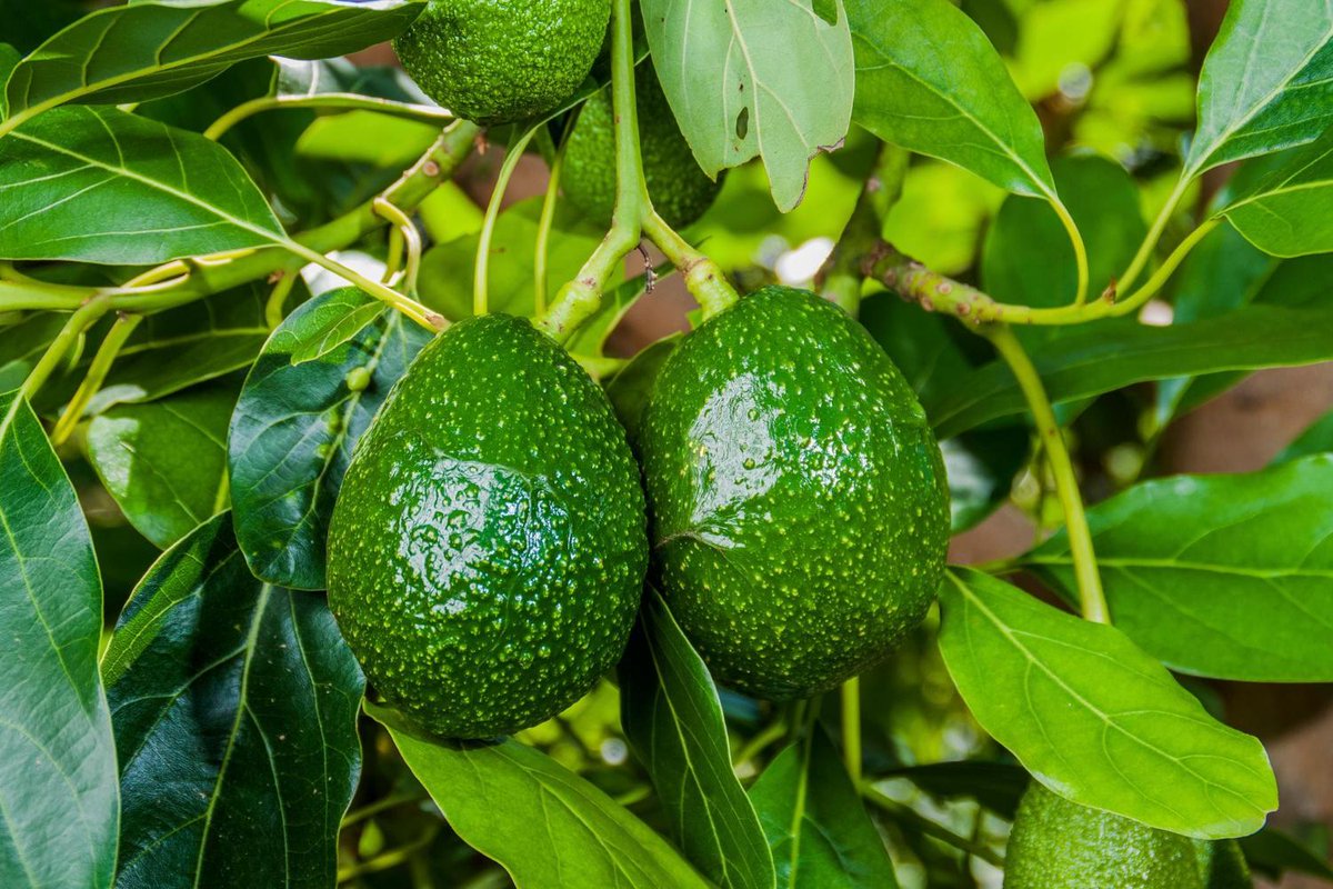 كيفية زراعة الافوكادو بالمنزل