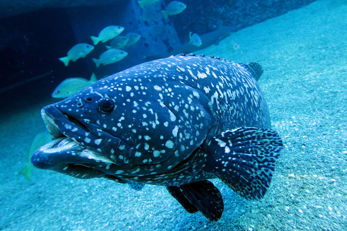 ما هي فوائد سمك الهامور الوقار