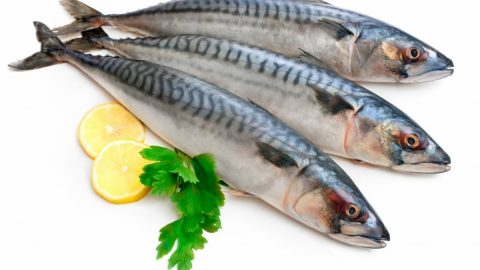 فوائد سمكة التونة وانواعها