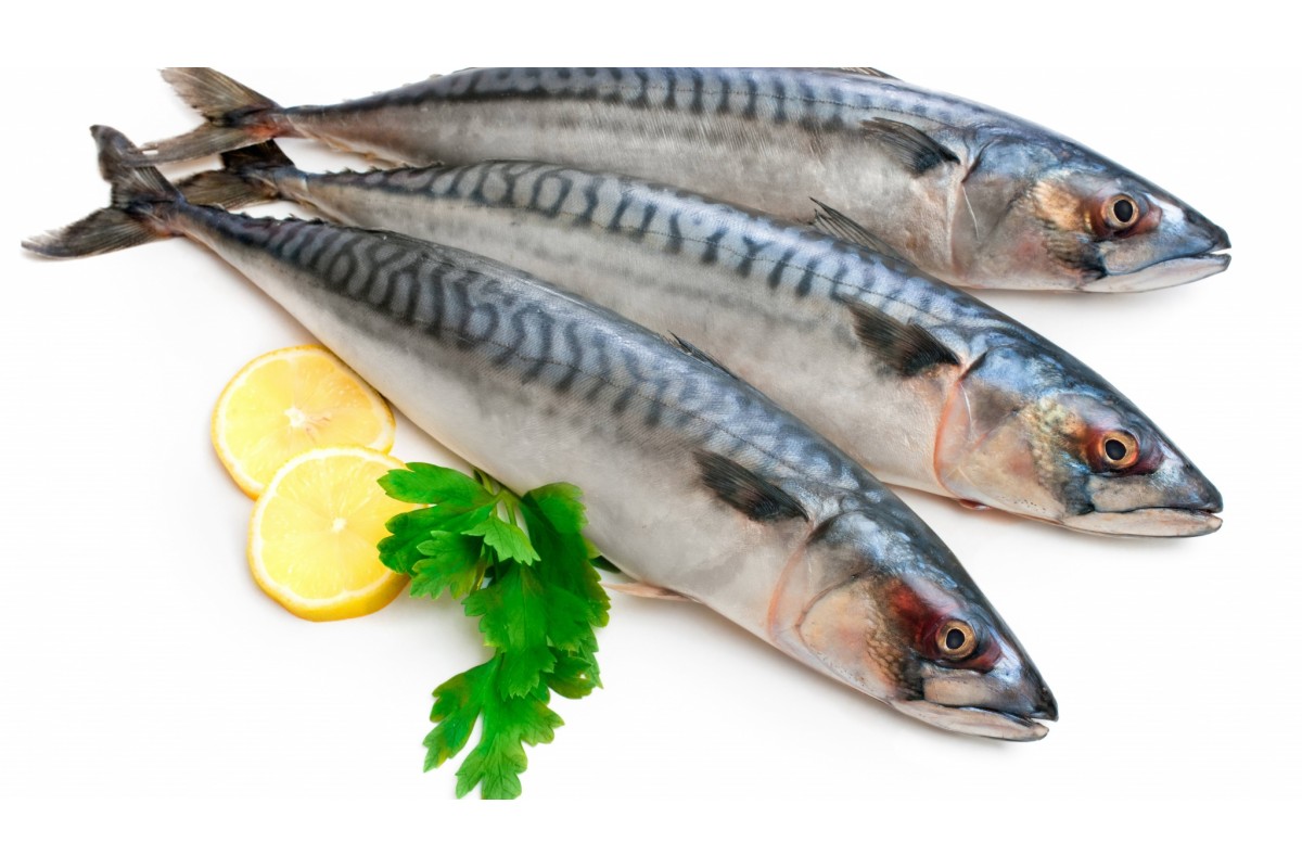 فوائد سمكة التونة وانواعها