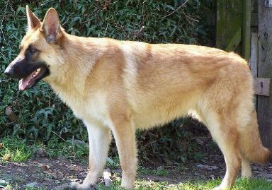 سيبل جيرمن شيبارد Sable German Shepherd Dog سيبل جيرمن شيبارد Sable German Shepherd Dog