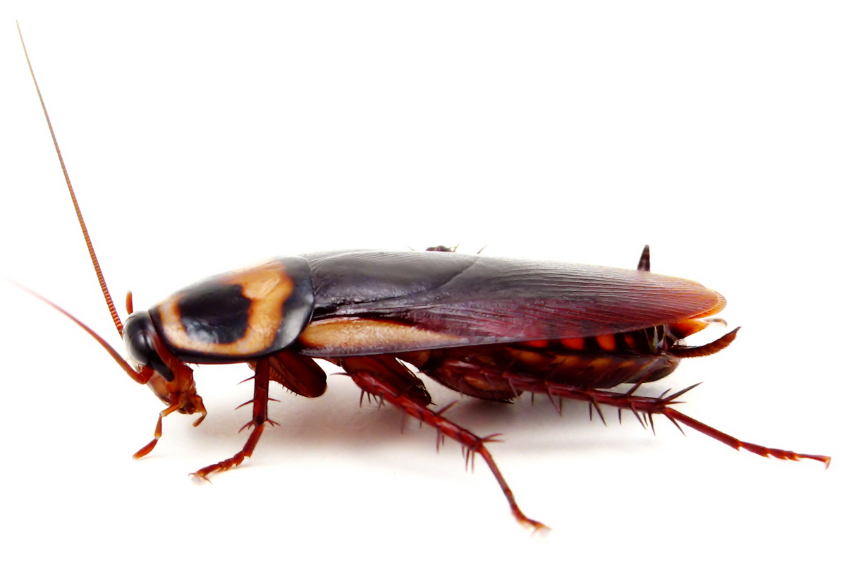 تفسير صرصور الليل بالمنام للعزباء والمتزوجة والحامل