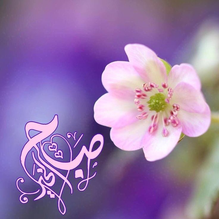 صور الصباح صور الصباح