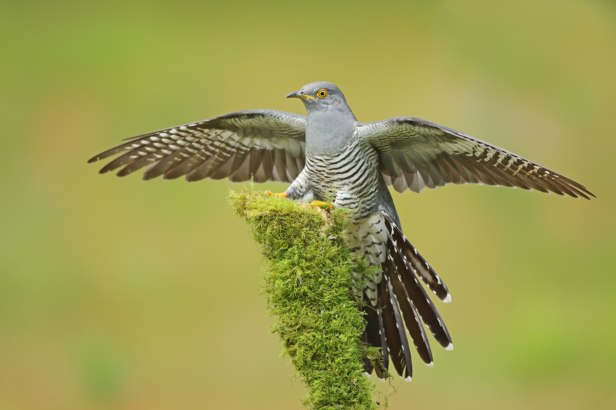 معلومات عن طائر الوقواق العجيب