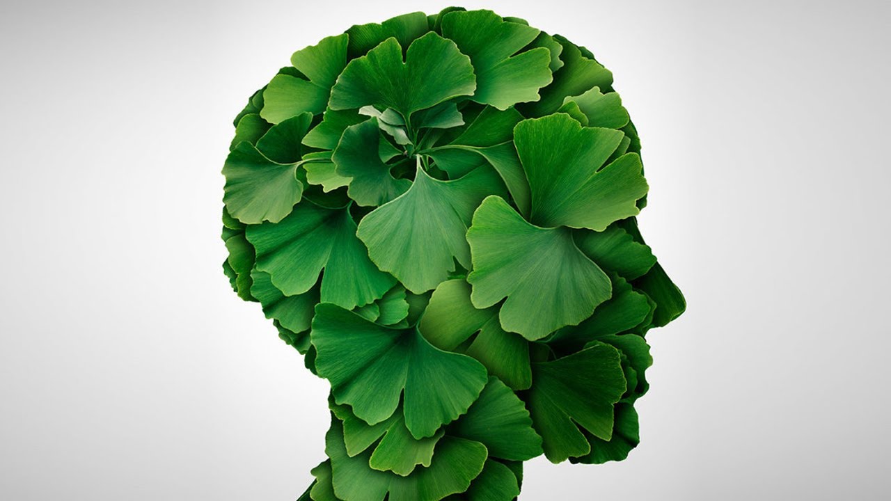 فوائد الجنكة لصحة الجسم