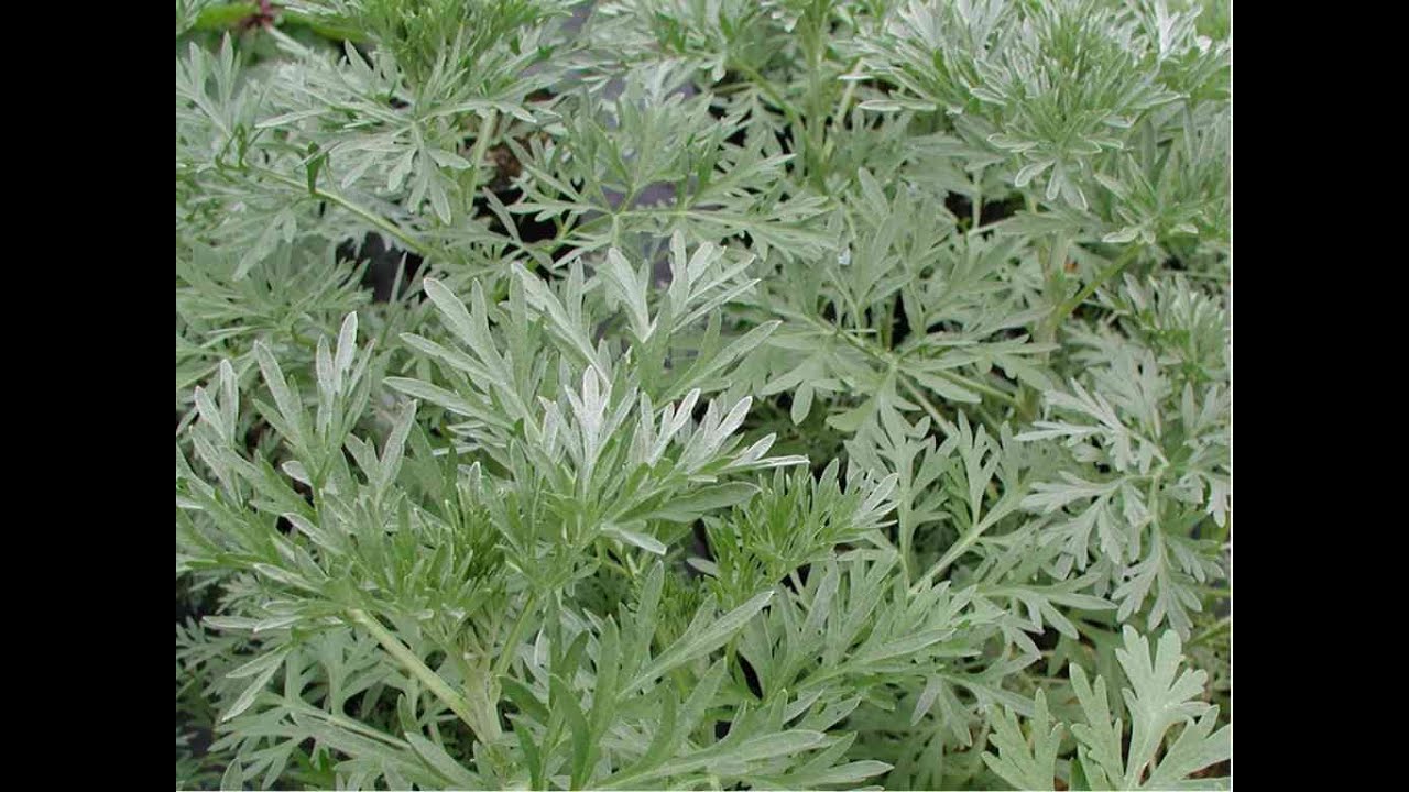 فوائد الشيبة للجسم والبشرة