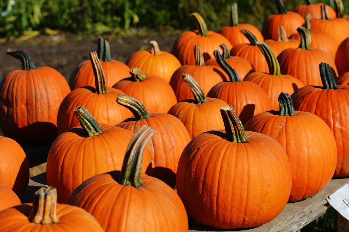 ما هي فوائد حب القرع