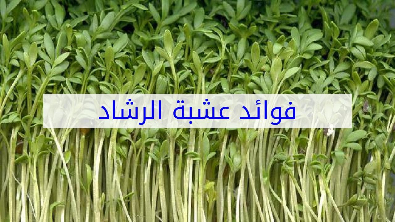 فوائد عشبة الرشاد أهم فوائد الرشاد الاخضر الصحية وطريقه تحضيره