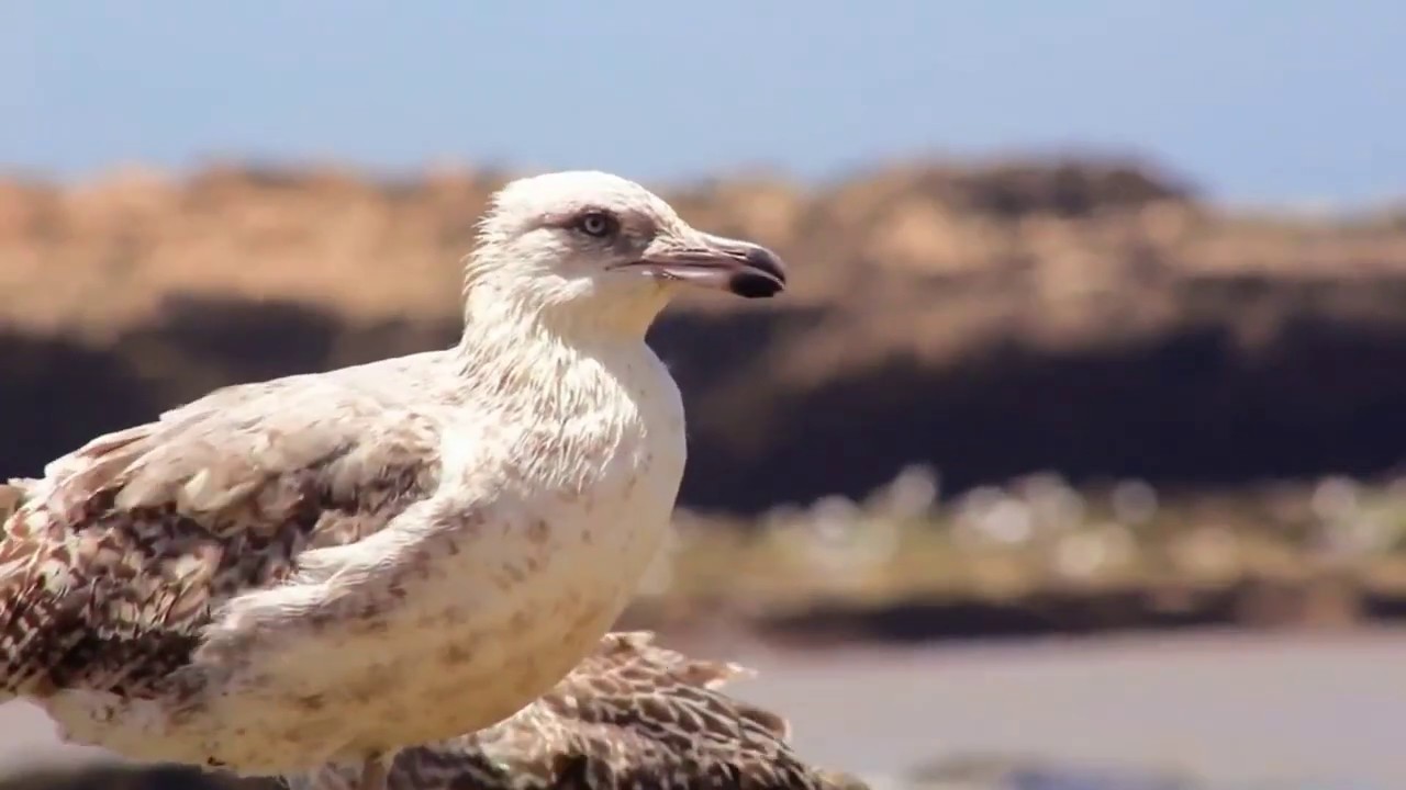 ما هو طائر النورس