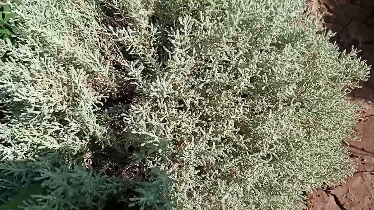 ما هو نبات الشيح