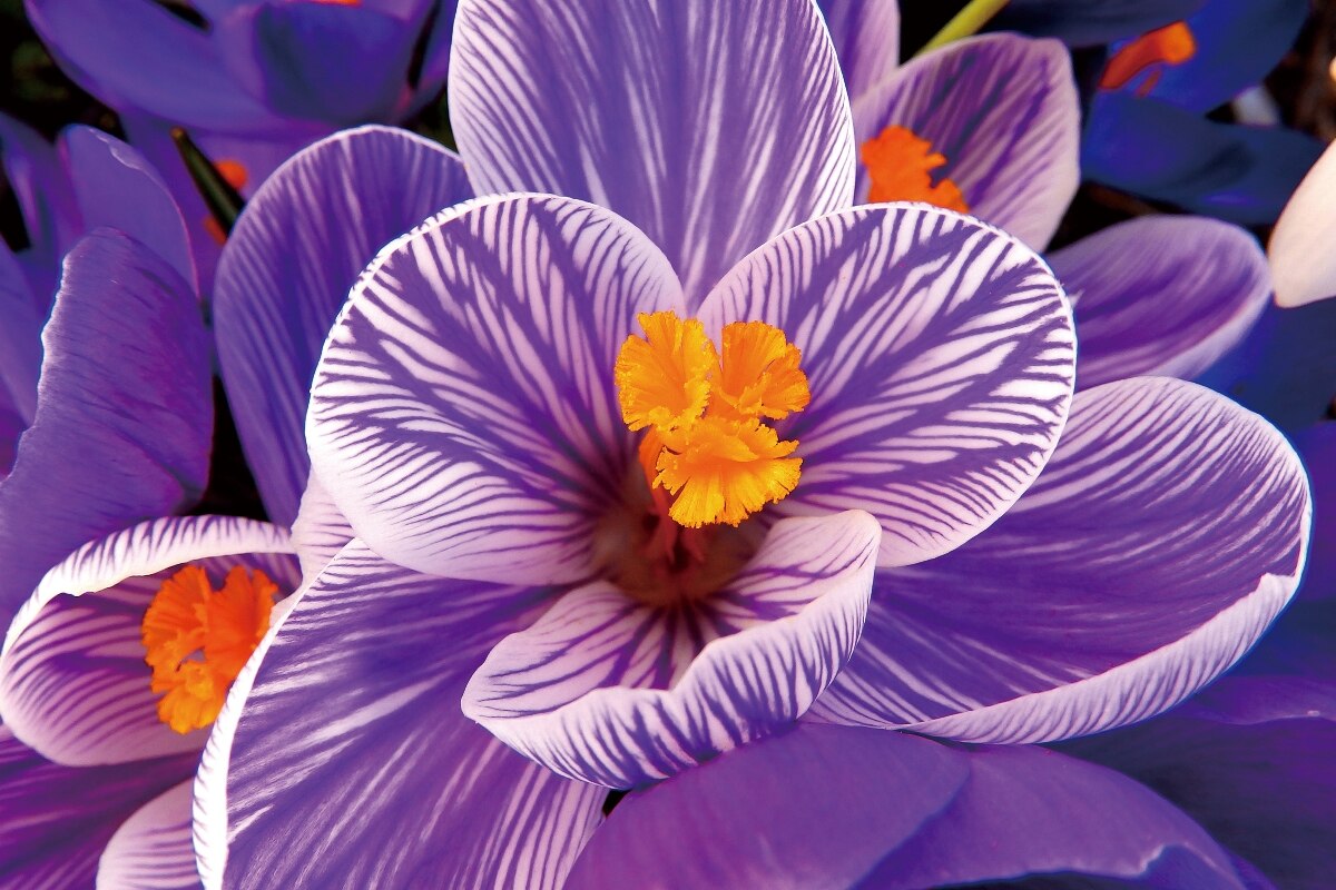 صور ورد بنفسجي طبيعي