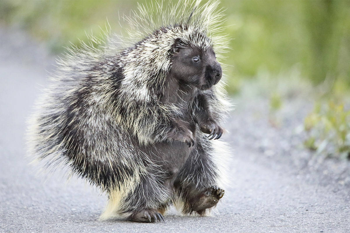 طرق صيد حيوان النيص طرق صيد حيوان النيص