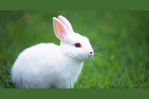 ارنب ملون ارنب ملون