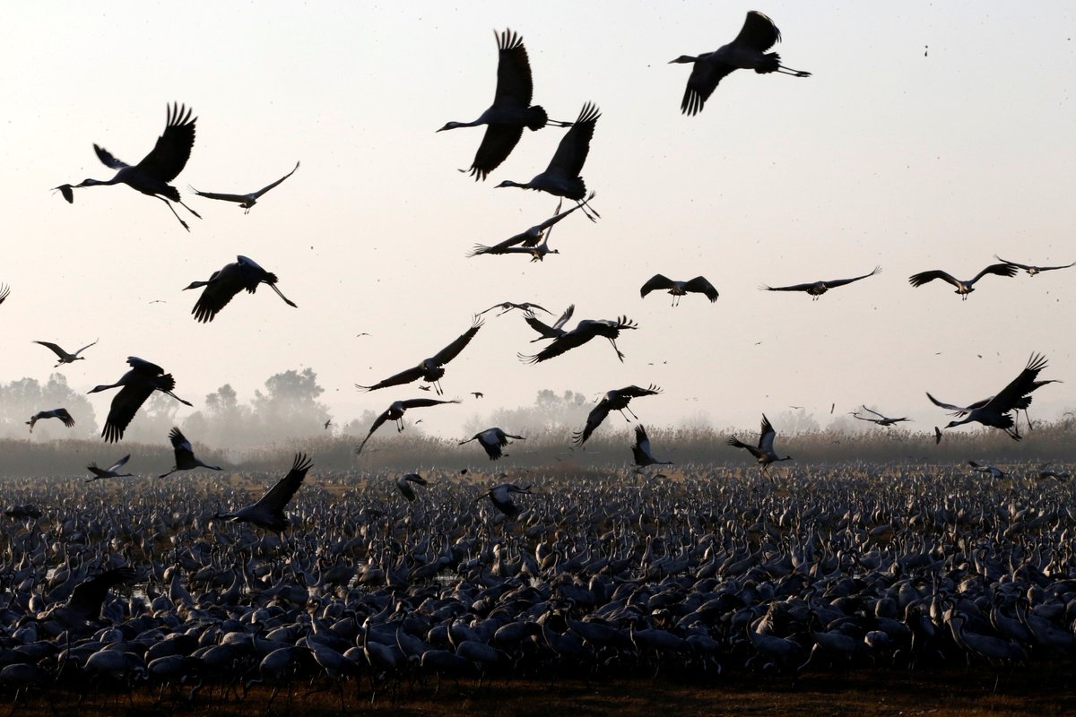 معلومات عن الطيور المهاجرة