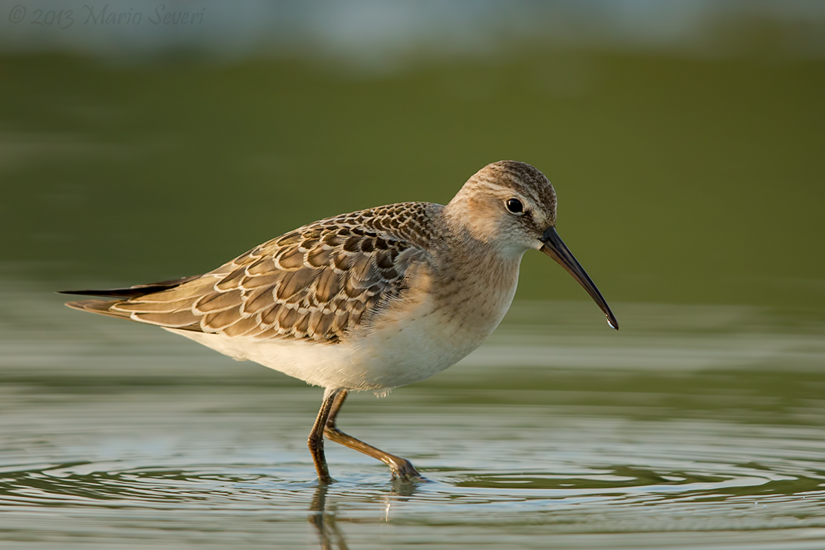 بحث عن طائر الكروان