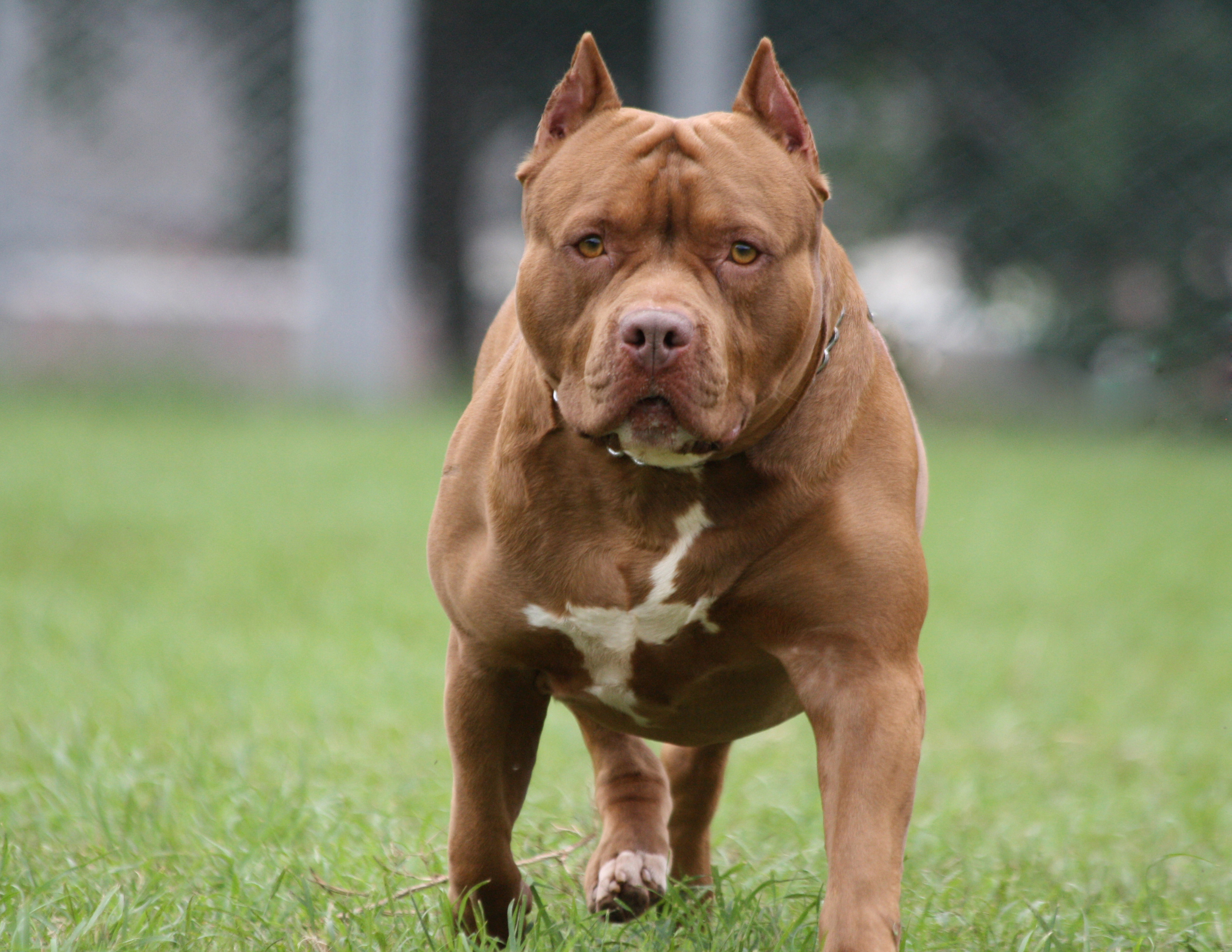 معلومات عن تربية كلاب البيتبول معلومات عن تربية كلاب البيتبول