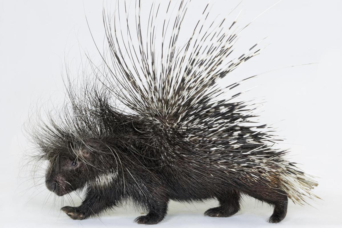 بحث عن حيوان النيص