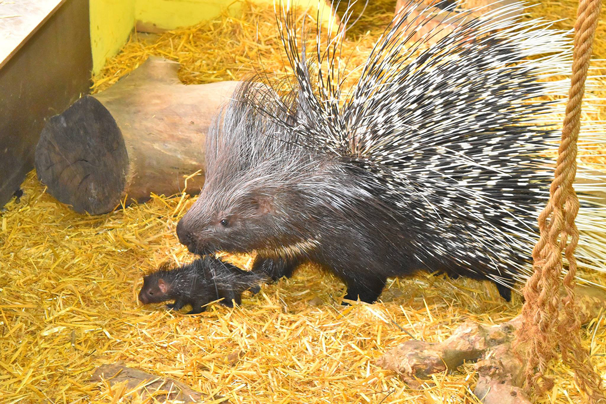 حيوان النيص حيوان النيص