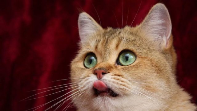 كيفية علاج ديدان القطط بالاعشاب مجرب
