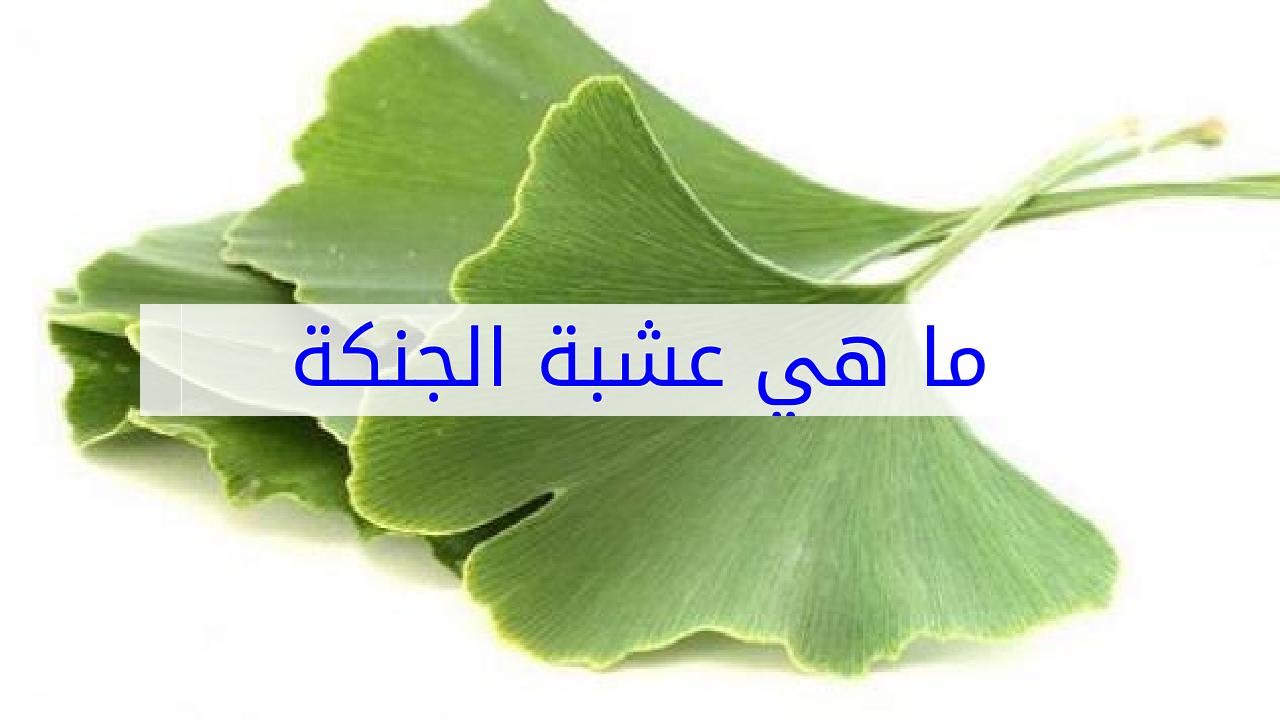 فوائد عشبة الجنكة الصينية