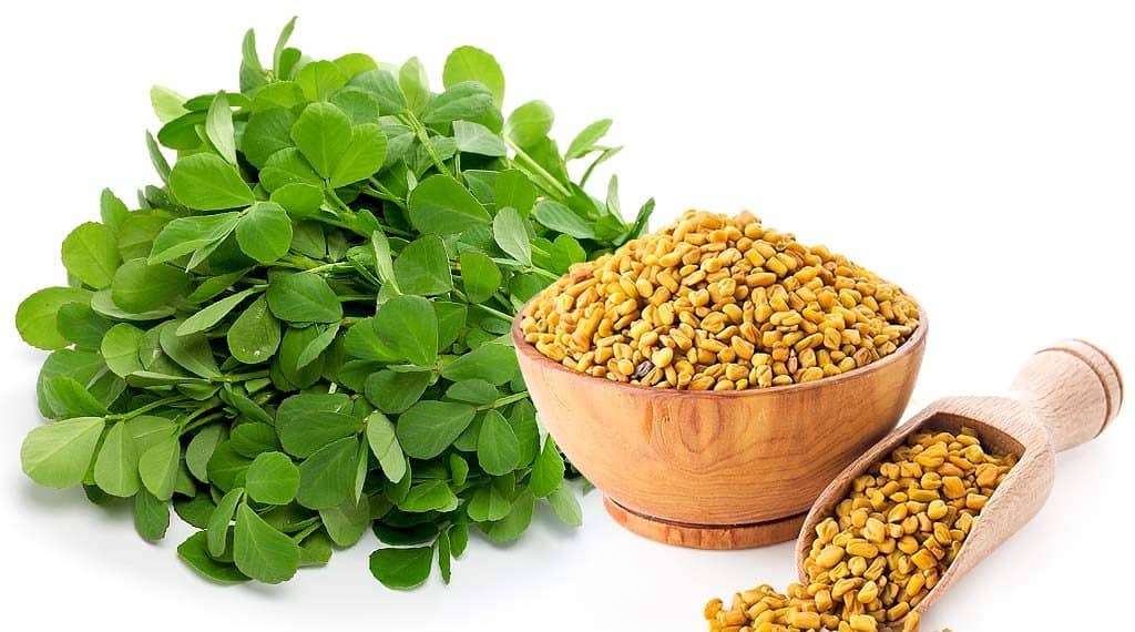 فوائد اكل بذور الحلبه على الريق