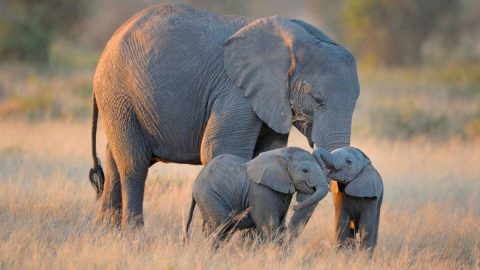 فترة حمل الفيل كم يوم