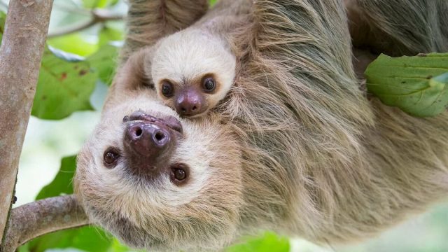 ما هو حيوان الكسلان