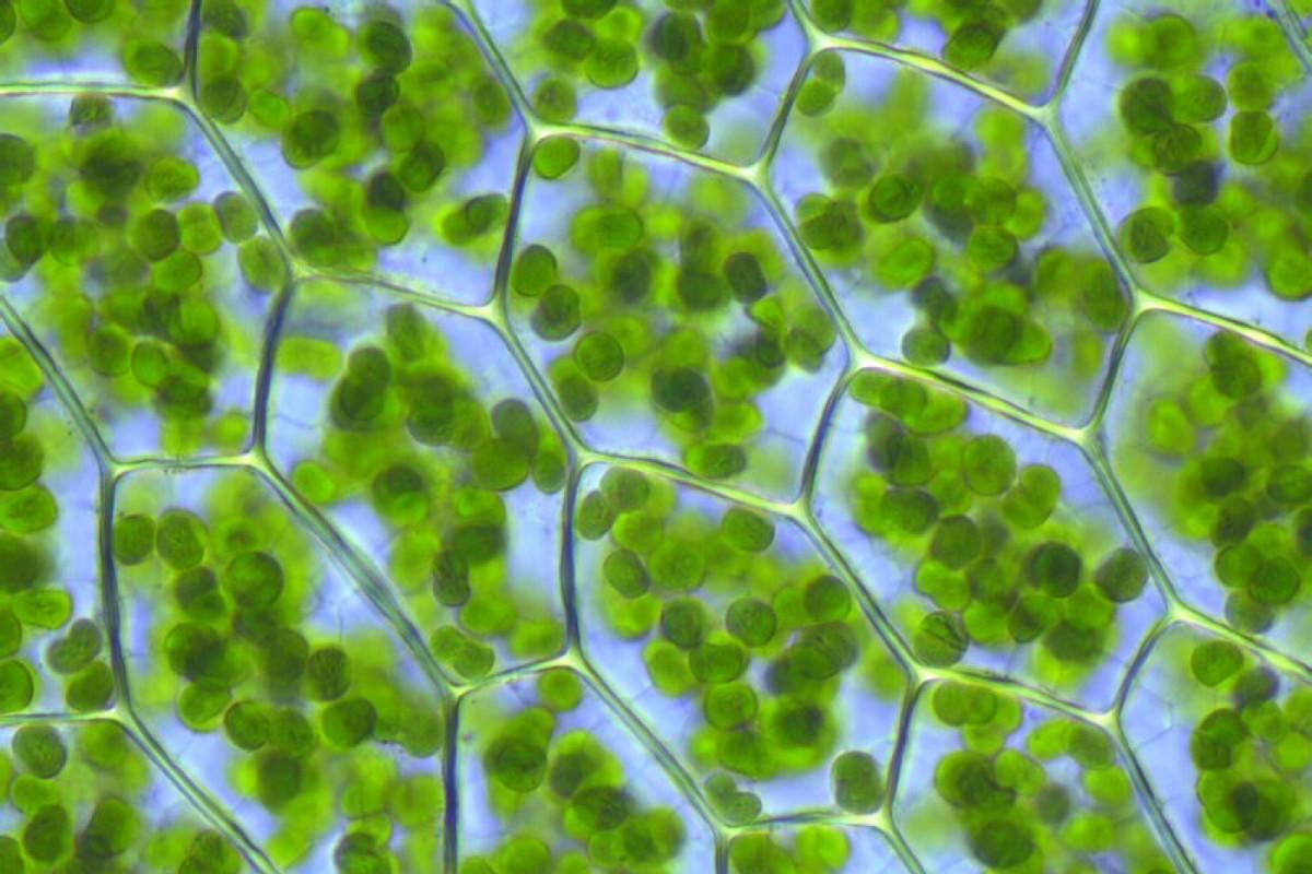 ما هي مادة الكلوروفيل وما فوائدها