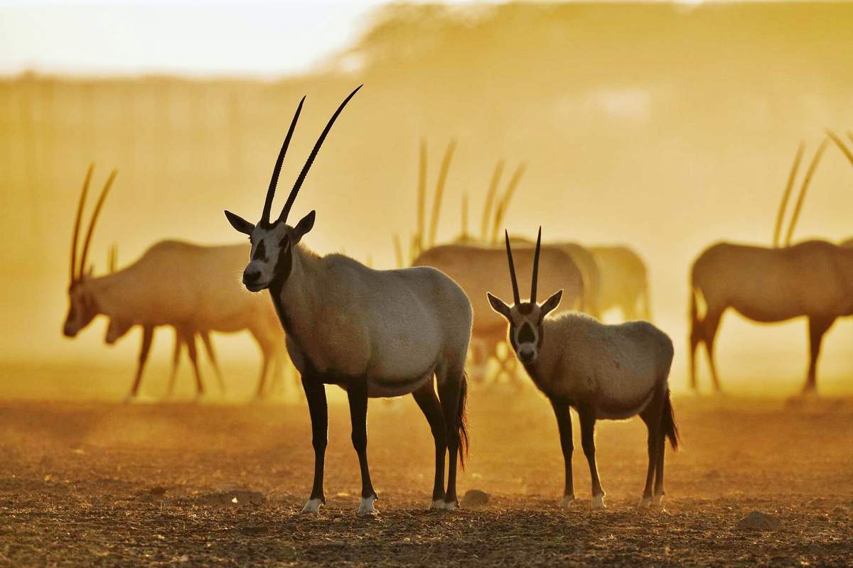 بحث عن المها العربي صفاته ومواطنه وحركته وغذائه وتكيفه