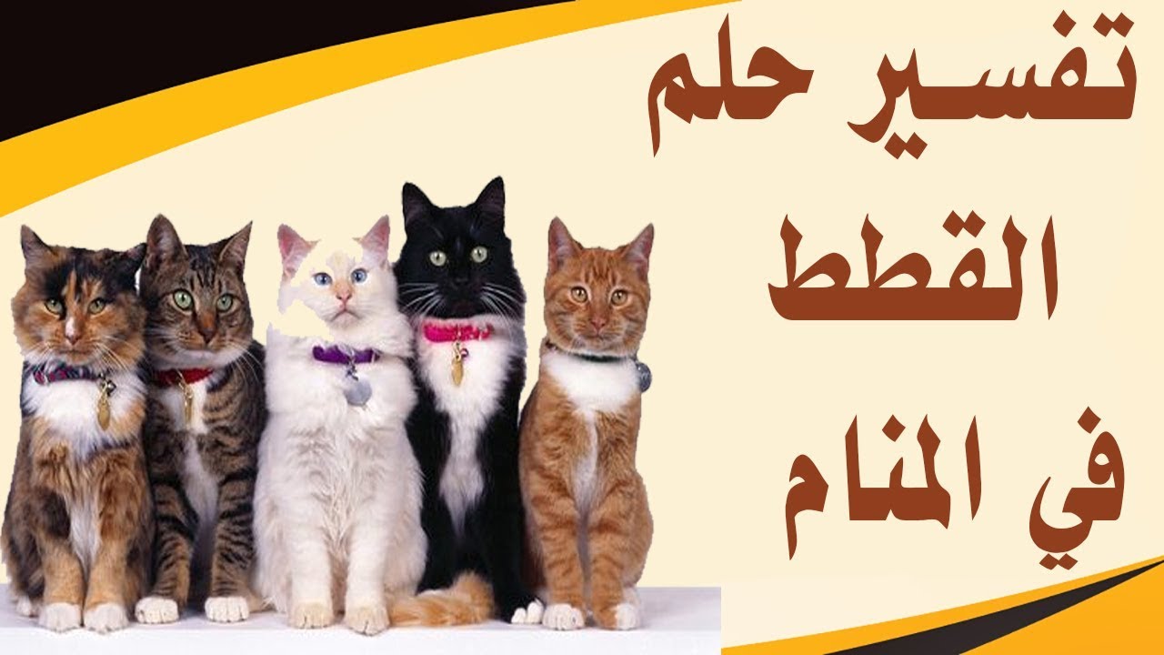 تفسير القط الاسود في المنام للعزباء