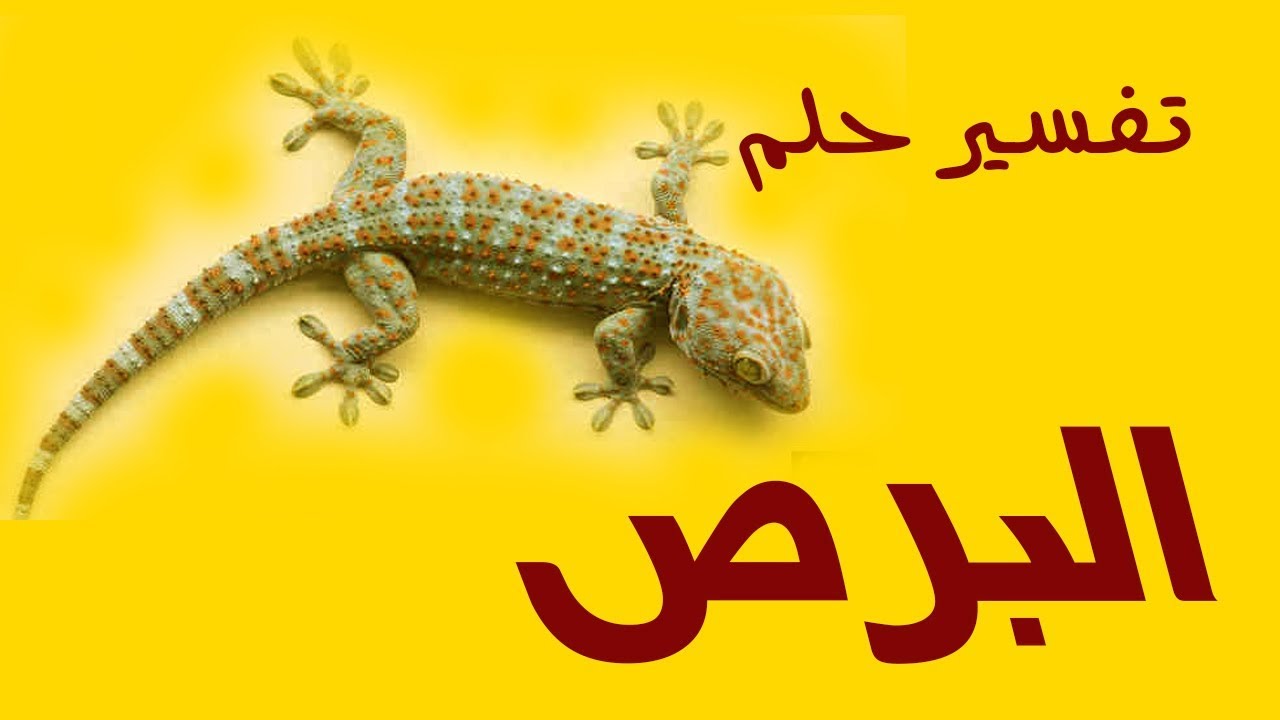 تفسير حلم الوزغ يلاحقني