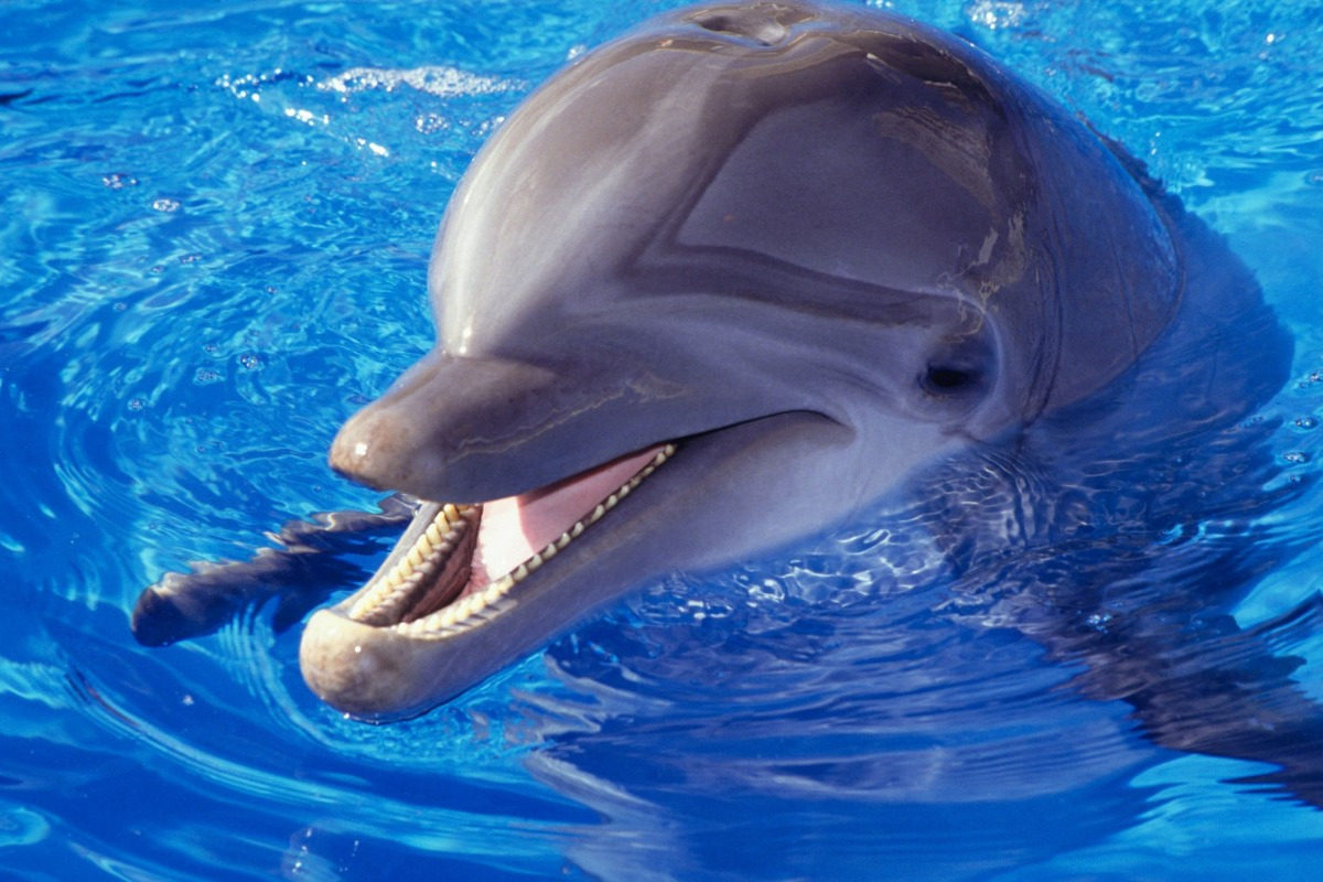 خلفيات دولفين خلفيات دولفين