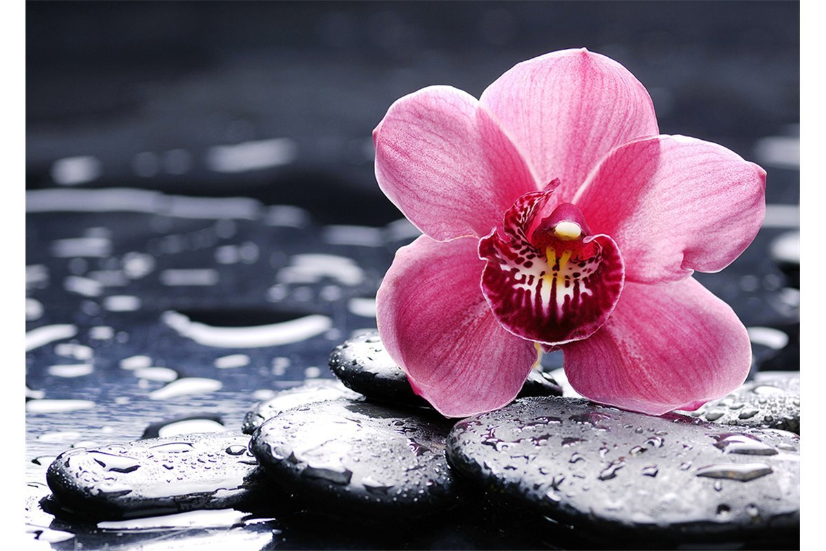 خلفيات ورود ناعمة خلفيات ورود ناعمة